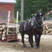 Photo de Percheron