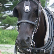 Photo de Percheron