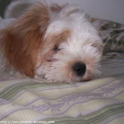 Photo de Lhassa apso