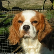 Photo de Cavalier king charles spaniel