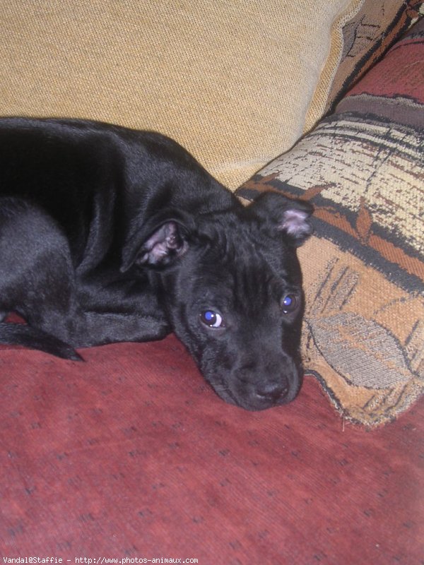 Photo de Staffordshire bull terrier