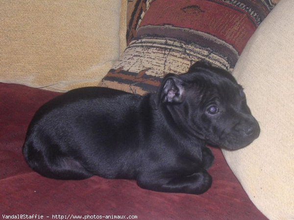 Photo de Staffordshire bull terrier