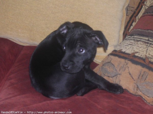 Photo de Staffordshire bull terrier