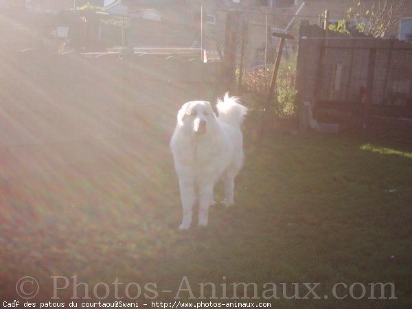 Photo de Chien de montagne des pyrnes