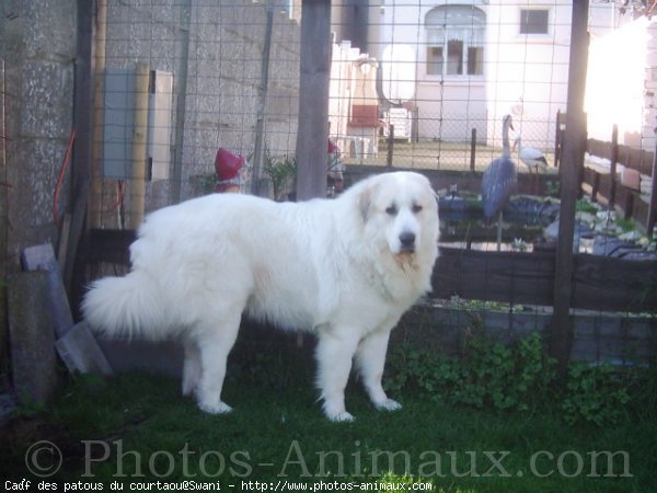 Photo de Chien de montagne des pyrnes