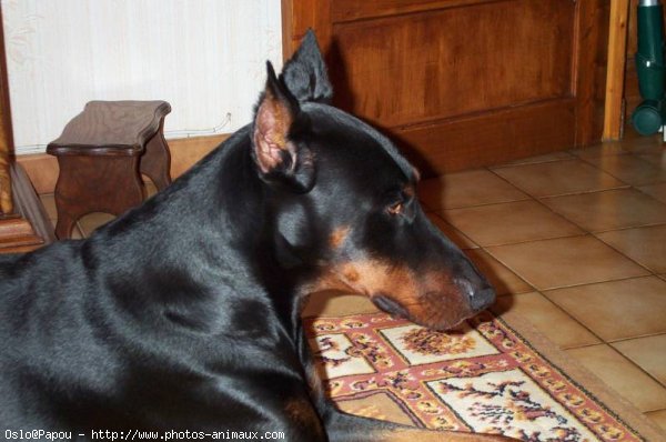 Photo de Dobermann