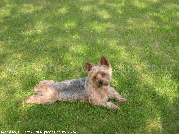 Photo de Yorkshire terrier