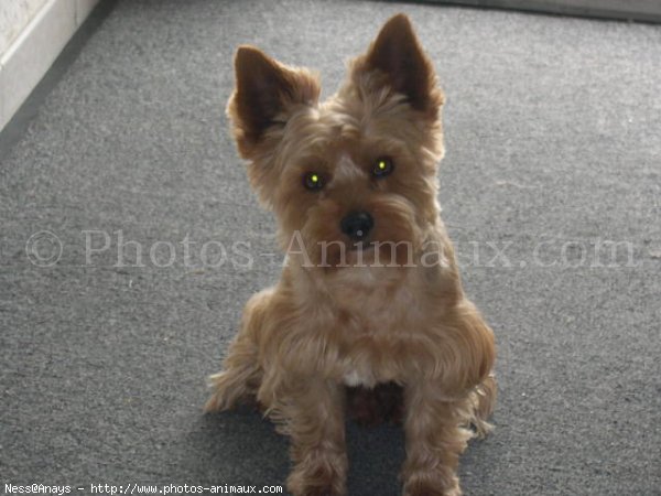 Photo de Yorkshire terrier