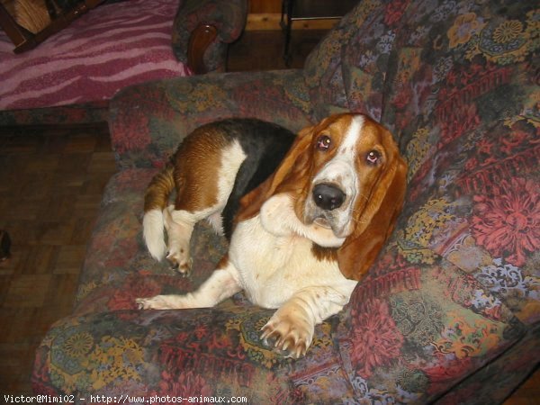 Photo de Basset hound