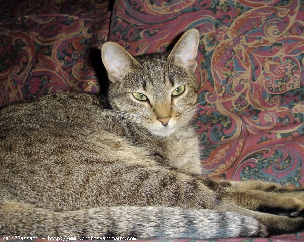 Photo d'Ocicat