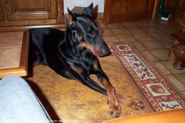 Photo de Dobermann