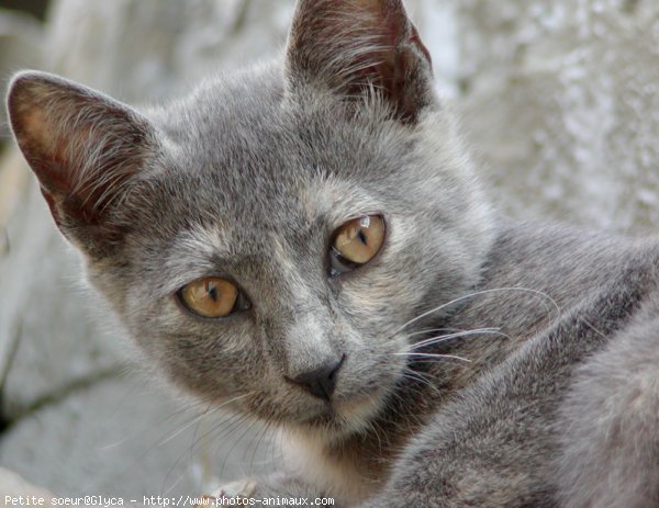 Photo de Chat domestique