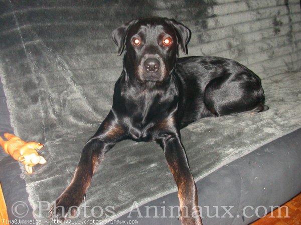 Photo de Rottweiler