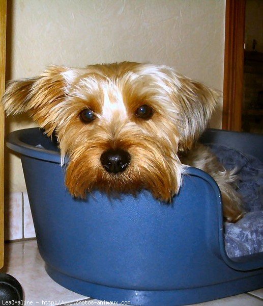 Photo de Yorkshire terrier