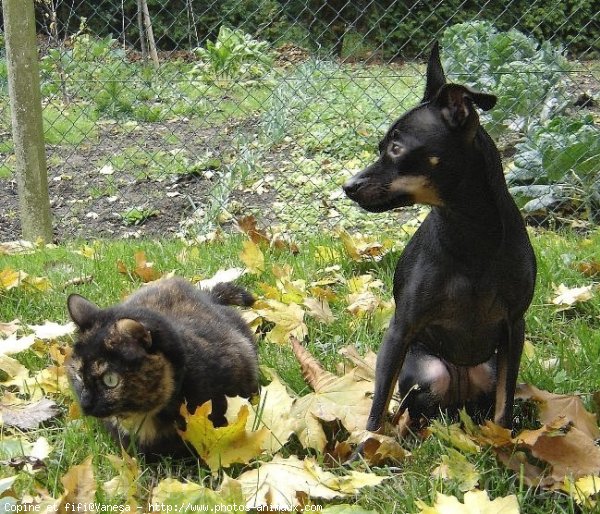 Photo de Races diffrentes