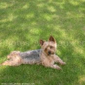 Photo de Yorkshire terrier