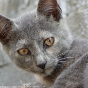 Photo de Chat domestique