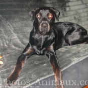 Photo de Rottweiler