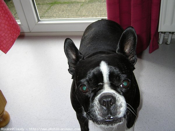 Photo de Bouvier de l'appenzell