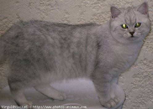 Photo de British shorthair