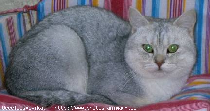 Photo de British shorthair