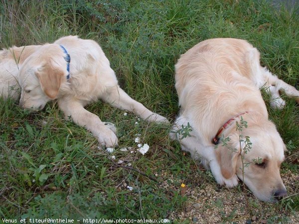 Photo de Golden retriever