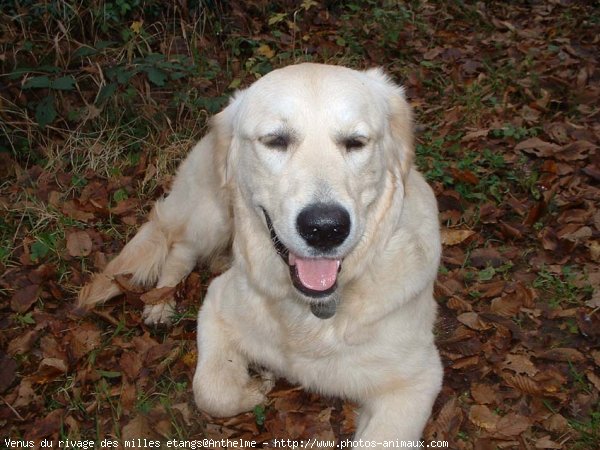 Photo de Golden retriever