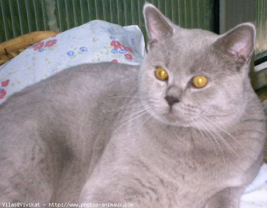 Photo de British shorthair