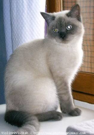 Photo de British shorthair