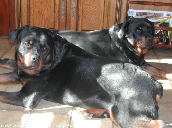 Photo de Rottweiler