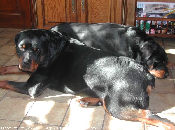 Photo de Rottweiler