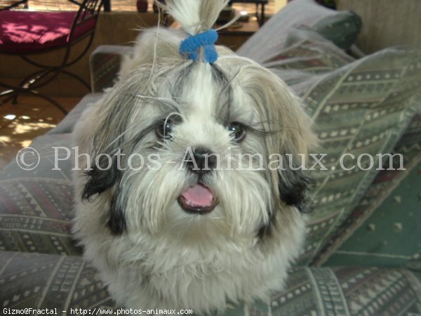 Photo de Shih tzu