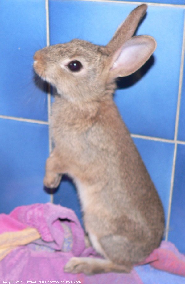 Photo de Lapin