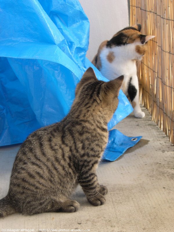 Photo de Chat domestique