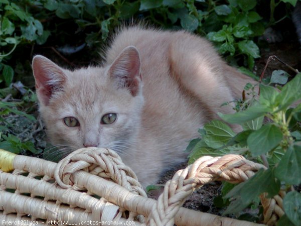 Photo de Chat domestique