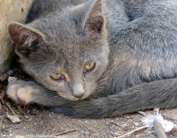 Photo de Chat domestique