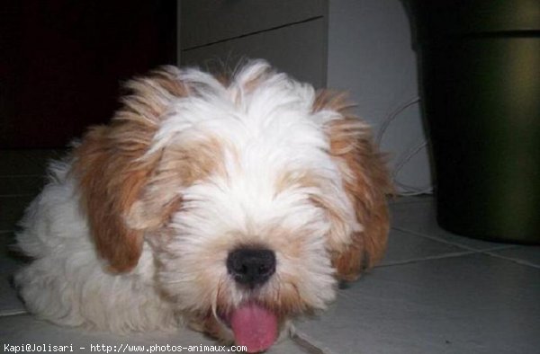 Photo de Lhassa apso