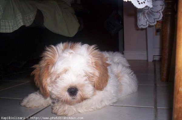 Photo de Lhassa apso