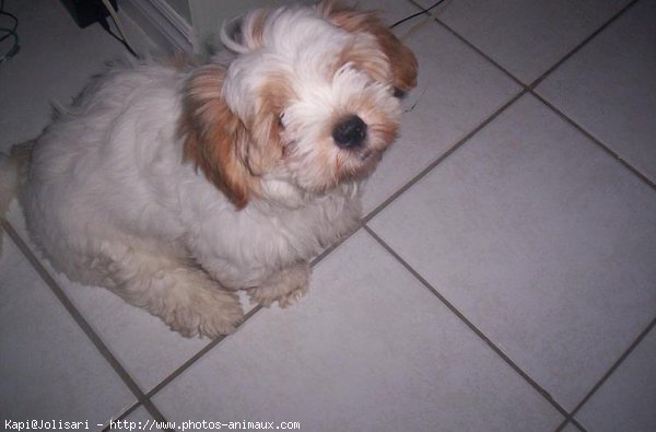 Photo de Lhassa apso