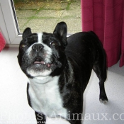 Photo de Boston terrier