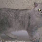 Photo de British shorthair