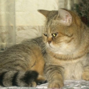 Photo de British shorthair