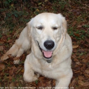 Photo de Golden retriever