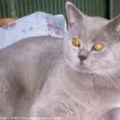 Photo de British shorthair