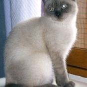 Photo de British shorthair