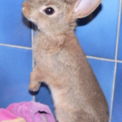 Photo de Lapin