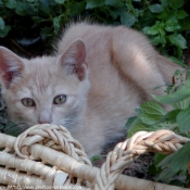 Photo de Chat domestique