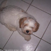 Photo de Lhassa apso