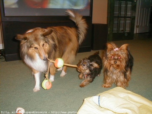 Photo de Races diffrentes