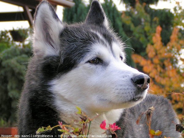 Photo de Husky siberien